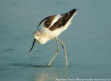 American Avocet