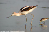 American Avocet