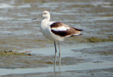 American Avocet