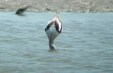 American Avocet