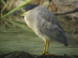 Black-crowned Night-Heron