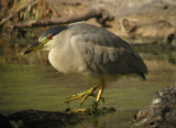 Black-crowned Night-Heron