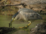 Black-crowned Night-Heron
