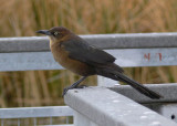 Great-tailed Grackle