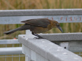 Great-tailed Grackle