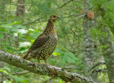 Spruce Grouse