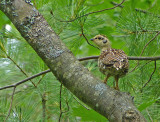 Spruce Grouse