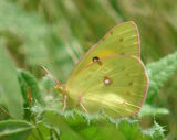 Orange Sulphur