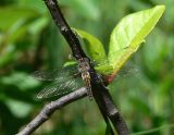 Common Baskettail