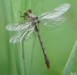Jade Clubtail