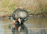 Greater White-fronted Goose