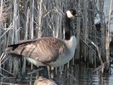 Canada Goose