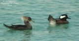 Hooded Merganser pair