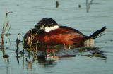 Ruddy Duck