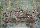 Pied-billed Grebe family