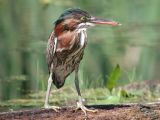 Green Heron immature