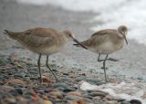 Willets