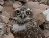 Burrowing Owl