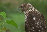Coopers Hawk