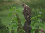 Coopers Hawk