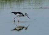 Black-necked Stilt
