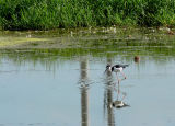 Black-necked Stilt