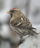 Common Redpoll