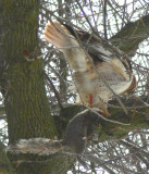 Red-tailed Hawk