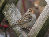 White-crowned Sparrow immature