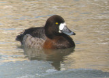 Greater Scaup female