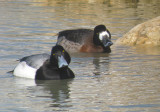 Greater Scaup pair