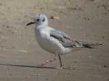 Bonapartes Gull