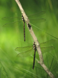 Arrowhead Spiketail females
