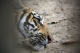 Tiger in captivity, Chitwan NP