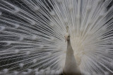 White Peacock, Jardim Botanico Madeira