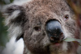 Koala having a snack