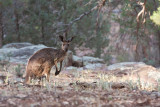 Kangaroo in Flinders Ranges