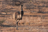 Emu in Flinders Ranges