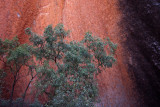 Contrasts, Ayers Rock (Uluru)