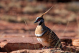 Spinifex Pigeon in Kings Canyon
