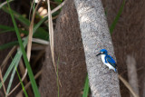 Little Kingfisher