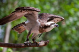 Eastern Osprey