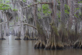 Bald Cypress