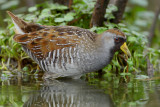 Wading Sora Rail