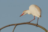 Cattle Egret in Breeding Plumage