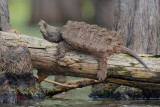 Alligator Snapping Turtle