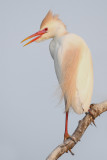 Cattle Egret