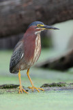 Green Heron