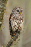 Barred Owl