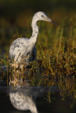 Lil Blue Heron(1st Year)